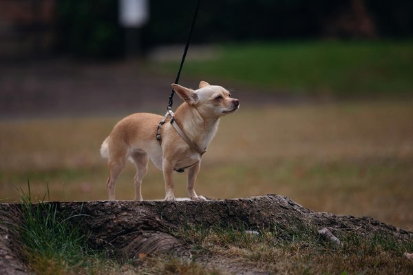 Les bons conseils pour prendre soin de vos poules heureuses