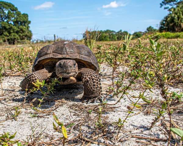 Comment prévenir les infections bactériennes chez les tortues de Floride?