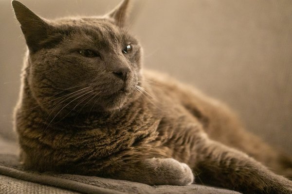 Quelle est la meilleure méthode pour encourager un chat Chartreux à boire plus durant les périodes chaudes?