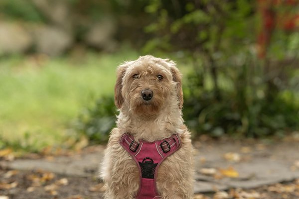 Comment utiliser les jouets interactifs pour stimuler l'intelligence d'un chien de race Border Terrier?