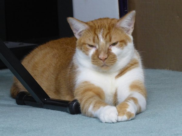 Quels sont les signes avant-coureurs de l'arthrite chez un chat âgé de race American Shorthair?