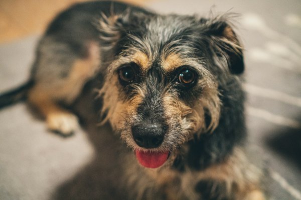 Dans quelle mesure les chiens peuvent-ils détecter des maladies chez les humains par l'olfaction?