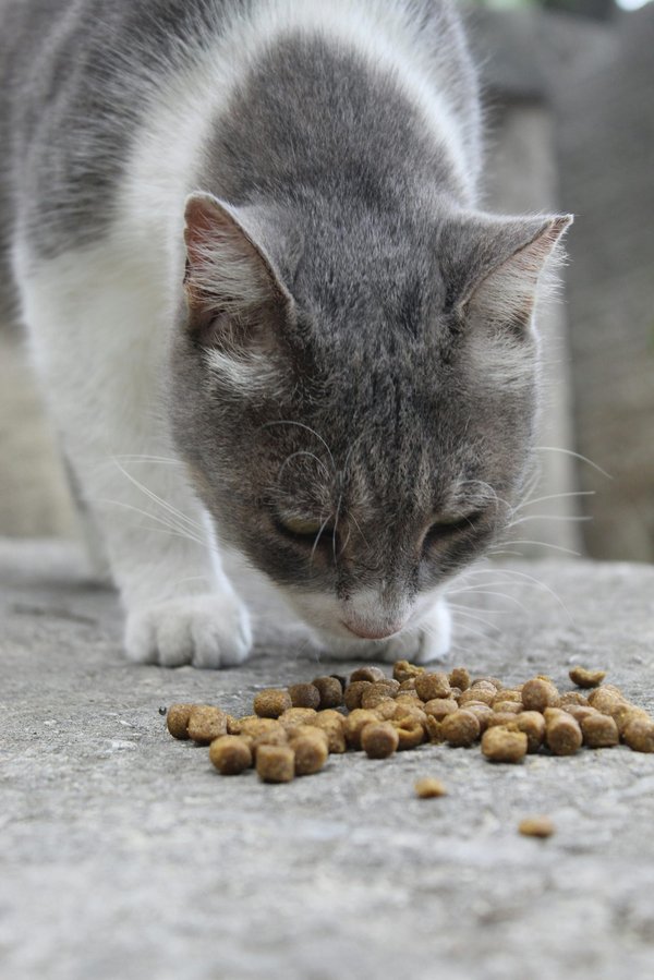 Les secrets des croquettes pour chat : bien les choisir
